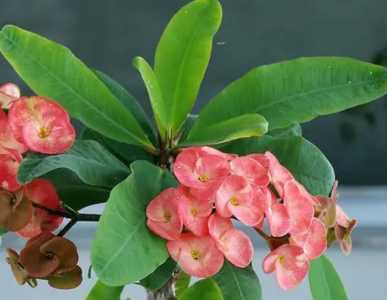 霸王梅什么季节开花?