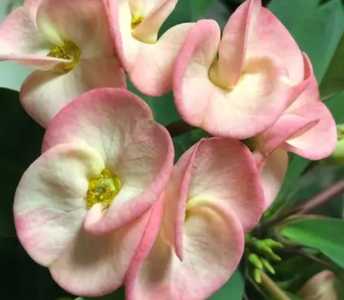 仙花什么季节开花的?
