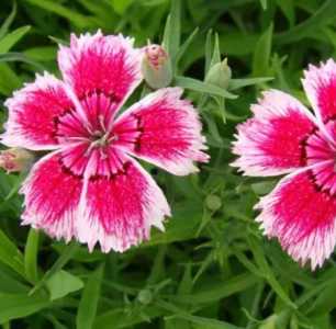 花石竹什么季节开花?