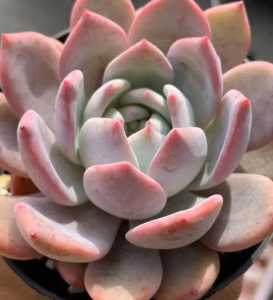 梦露植物什么季节开花?