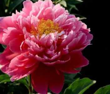 芍药适合什么季节开花?