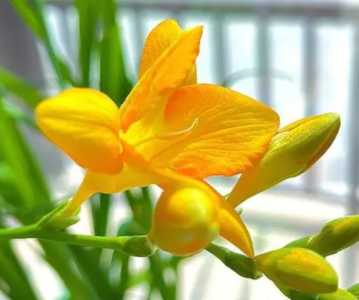 香雪莲什么季节开花?