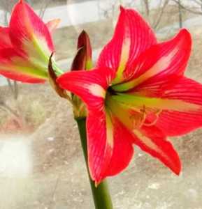对红花什么季节开花？