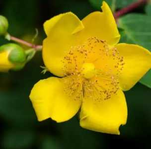 金丝梅什么季节开花？