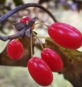 茱萸是什么季节开花？