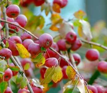 冬红果什么季节开花？