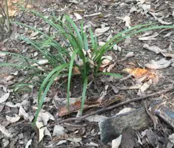 野生蕙兰什么季节开花？