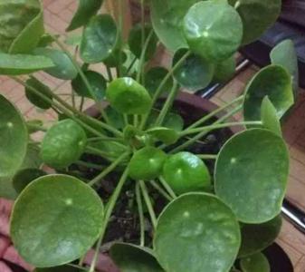 镜面草什么季节开花？