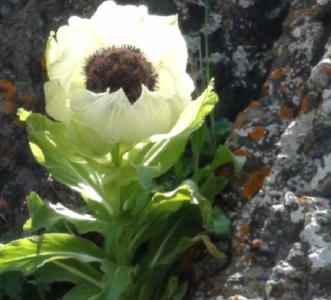 天山雪莲什么季节开花？
