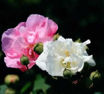 木芙蓉开花什么季节？