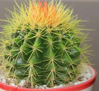 金琥球什么季节开花？