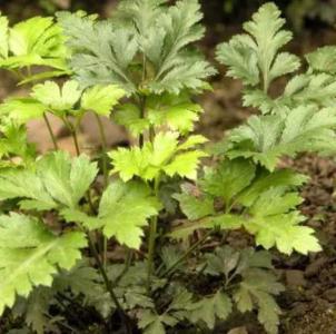 黄连什么季节会开花？