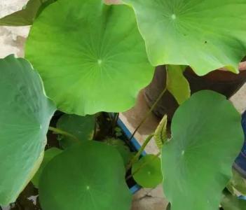 莲藕开花是什么季节？