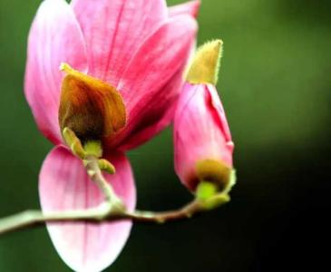 辛夷什么季节开花最好？