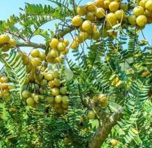 柚柑树什么季节开花？