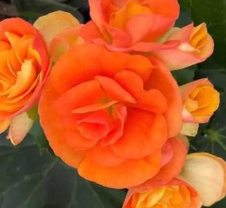 丽格什么季节开花？