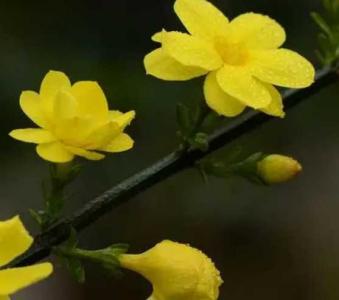 迎青花什么季节开花？