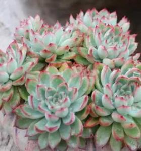 女雏什么季节开花？