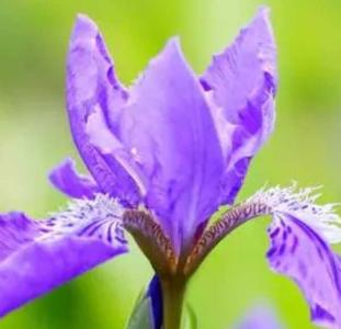 德国鸢尾什么季节开花?