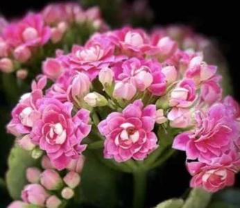 长寿花在什么季节开花?
