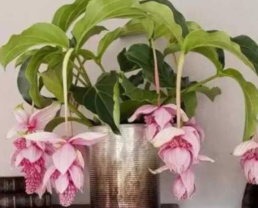 国产宝莲灯什么季节开花？