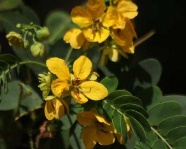 鹿角花什么季节开花？