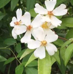 枸木香什么季节开花？