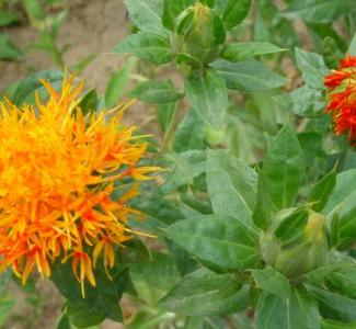 中药红花什么季节开花?