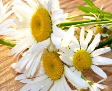 雏菊长在什么季节开花?