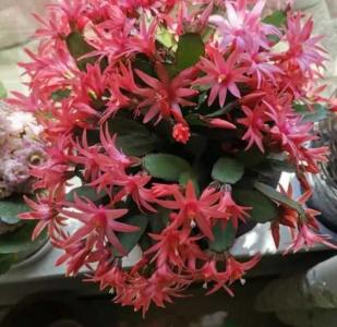 手指兰什么季节开花?