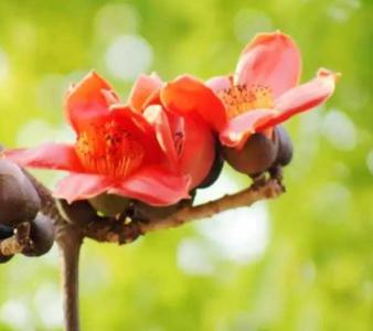 木棉什么季节开花好?