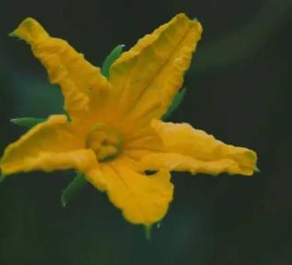 黄瓜花在什么季节开花