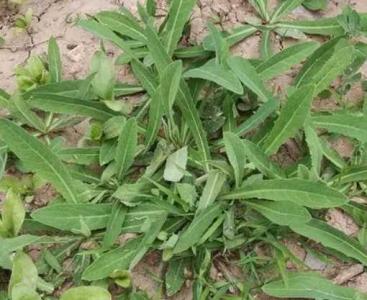 苦菜花什么季节开花？