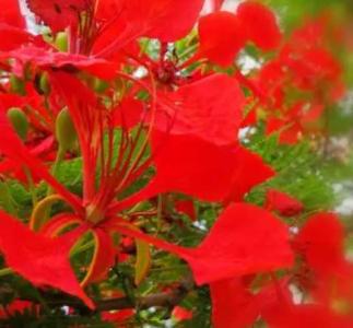 凤凰冠什么季节开花？