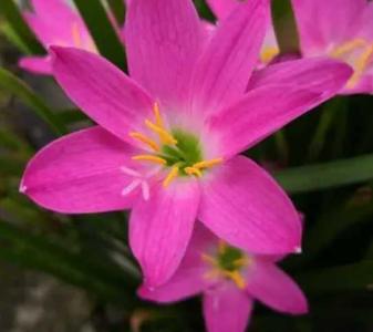 韭菜莲花什么季节开花？