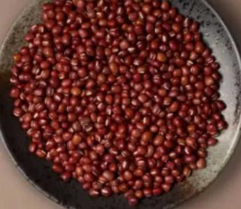 红豆松什么季节开花？