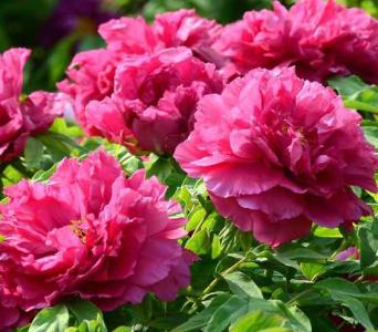 蝴蝶梅什么季节开花？
