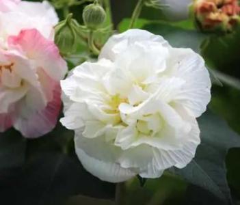 醉芙蓉什么季节开花？