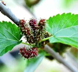 桑树开花在什么季节？