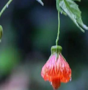灯笼花在什么季节开花？