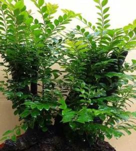 小叶紫檀什么季节开花?