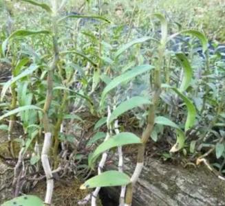 石斛盆栽什么季节开花？