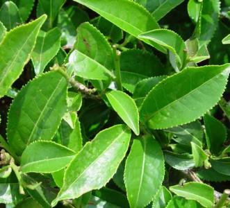 茶树是什么季节开花？
