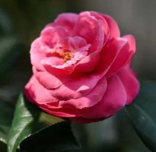 南方茶花什么季节开花？