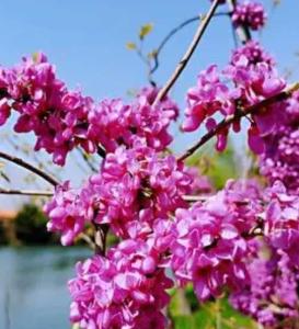 紫荆是什么季节开花？
