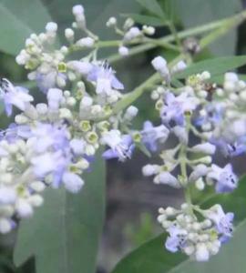 荆条花什么季节开花？