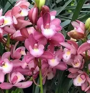 香妃兰什么季节开花？