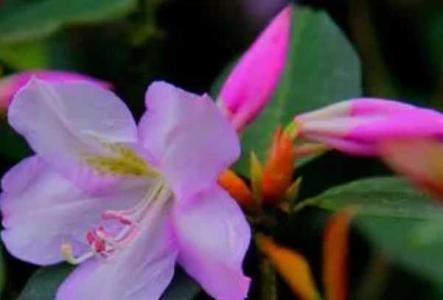 鹿角花在什么季节开花？