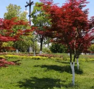 鸡爪槭什么季节开花？