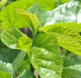 桑叶什么季节开始开花？